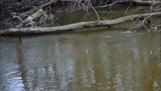 INSANE STEELHEAD BOBBER DOWNS IN TINY CREEK  Spring Steelhead Fishing 2022 [upl. by Ylra]