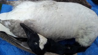 How To Prepare And Cook A Canada Goose TheScottReaProject [upl. by Elise]