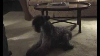 Kerry Blue Terrier Gibson Ch Edbrios Brave Heart [upl. by Stinson]