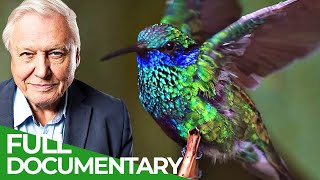 David Attenborough Presents Hummingbirds  Jewelled Messengers  Free Documentary Nature [upl. by Asiled290]