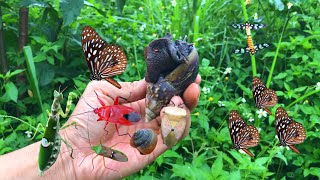 Butterfly Hunting Streamside Insect Hunting Beautiful Butterflies and Insects [upl. by Irual]