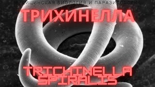 Трихинелла  Trichinella spiralis  Трихинеллез Жизненный Цикл Симптомы Диагностика Профилактика [upl. by Wyn71]