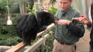 Bearcat Binturong vs GatorCincinnati Zoo [upl. by Odelia]