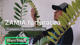 ZAMIA furfuracea  HOW TO PROPAGATE CARDBOARD PALM FROM CUTTINGS  PlantPiece Ep02 [upl. by Charo]