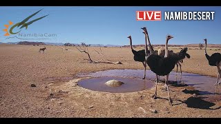 Namibia Live stream in the Namib Desert [upl. by Vedis]