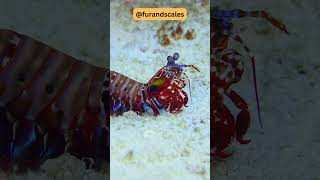 Mantis Shrimp Natures Bullet Strike [upl. by Akenom]