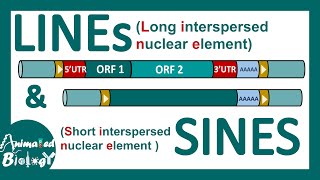 LINEs and SINEs  Poly A retrotransposon  Genetic organization of LINE and SINE  Mol bio [upl. by Novaat508]