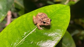 Jamaican Whistling Frog Sounds of Jamaica at night [upl. by Isabel]