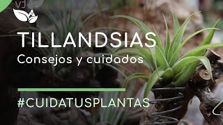 Tillandsias consejos y cuidados [upl. by Pegg760]