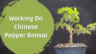 Working On Chinese Pepper Bonsai  Zanthoxylum Piperitum [upl. by Kindig]