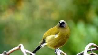 Dawn Chorus with the Bellbird amp Tūī  NZ HD [upl. by Savina947]