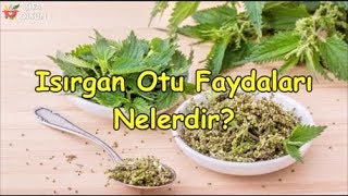 Isırgan Otu Faydaları Nelerdir [upl. by Eldwin]