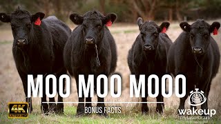 🐄 Cows Mooing Sounds 🐮  🕙 10 Hours  🎧 For Relaxation Sleep  Dog TV  Bonus Facts [upl. by Hsur]