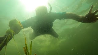 Pasco County scallop season extended from 10 to 37 days [upl. by Ahsenal]