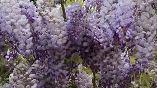 ♦ Wisteria ♦ Γλυτσίνια ♦ Mor Salkım ♦ [upl. by Lekzehcey28]