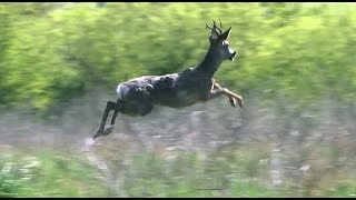 Our Most Amazing Deer Rescue Ever  Full Length [upl. by Joycelin971]