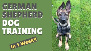 German Shepherd Dog Training and Mastering the Art of Attention in Only 1 Week [upl. by Pollak789]