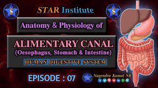 quotAnatomy amp Physiology of Alimentary Canalquot  Oesophagus Stomach amp Intestine [upl. by Lyrret922]