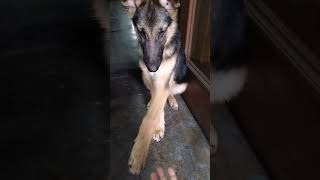 GSD TRAINING germanshepperd gsdpuppy gsdlove [upl. by Alel]