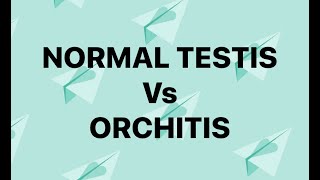 Normal testis Vs orchitis [upl. by Mel749]