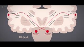 Cranial nerves CN III Oculomotor nerve tutorial  Learn anatomy with Anatomyapp [upl. by Noxin]