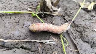 The Hawk moth  Kukadnakhi Jitendra Pawar  Amit Rana 🌱 [upl. by Aeila]