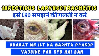 ILT  Infectious laryngotracheitis in Poultry Why ILT Vaccine is Ban  Isey CRD na samjhein [upl. by Frere]