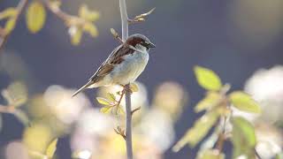 Chant de moineau mâle [upl. by Neysa]