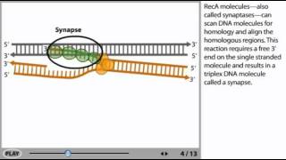 DNA recombination Animation [upl. by Rustice]