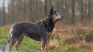 Getting to Know the Australian Cattle Dog Everything You Need to Know [upl. by Ramled]