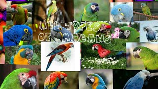 All 18 types of macaw parrot in the world [upl. by Annaesor]