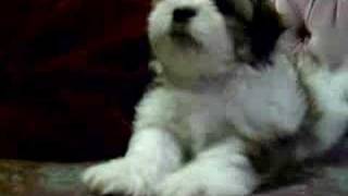 Adorable Maltese and Shih Tzu Puppy [upl. by Burke]