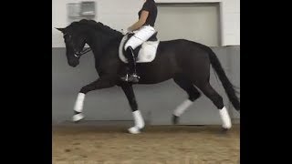 SOLD 2013 black Hanoverian mare with top talent  163 hh  170 cm wwwsporthorsesonlinecom [upl. by Broeker]