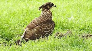 Crested Honey Buzzard younger fledgling Day 23 Part 3 [upl. by Nita587]