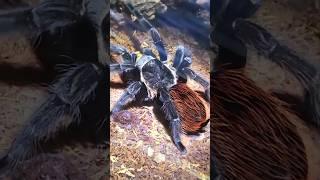 💛💯💛MEXICAN RED RUMP TARANTULA💛💯💛FRESH MOLTED nature wildlife tarantula [upl. by Agem]