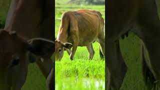 Wild Cows Roaming in the Vast Fields During the Rainy Season cow animals wildcow [upl. by Cresa]