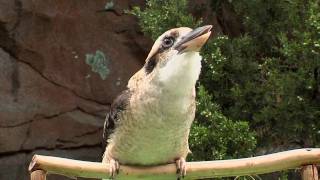 Zoo View KookaburraCincinnati Zoo [upl. by Ellswerth978]