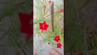 इतने फूल कैसे 🤔Cypress vine [upl. by Eillehs]