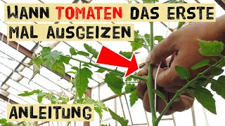 Tomaten richtig ausgeizen  wann fängt man an  welche Triebe werden entfernt  Geiztriebe bewurzeln [upl. by Ledua127]