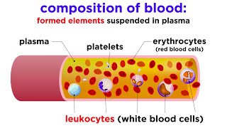 The Composition and Function of Blood [upl. by Evod]