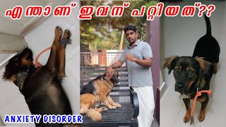 😵‍💫 ഈ നായയ്ക്ക് എന്താണ് സംഭവിച്ചത് Dog anxiety disorder [upl. by Marmion]