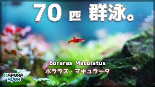 アクアリウム 超小型美魚 ボララスマキュラータの魅力！70匹で群泳させたい！Dwarf Rasbora Boraras maculatus [upl. by Lot]