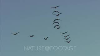 Canadian Geese Flying In V Formation Migration [upl. by Conall]