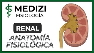 Clase 55 Fisiología Renal  Anatomía funcional del riñón IGdoctorpaiva [upl. by Aivatnwahs]