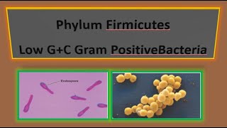 Phylum Firmicutes I Low GC Gram Positive Bacteria I Domain Bacteria I Microbiology [upl. by Seroled]