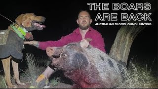 THE BOARS ARE BACK  WESTERN NSW  AUSTRALIAN BLOODHOUND HUNTING [upl. by Ohcirej52]