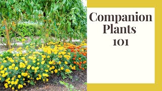 13 Companion Plants To Help Your Garden Thrive [upl. by Gotthard381]