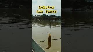 Udang terik matahari subscribe mancing fishing shorts viralvideo [upl. by Tyrrell412]