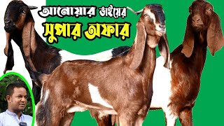 বিশেষ অফারে পাচ্ছেন আনোয়ার ভাইয়ের অরিজিনাল সহ বিভিন্ন জাতের উন্নত হাই কোয়ালিটি ছাগল [upl. by Garling]