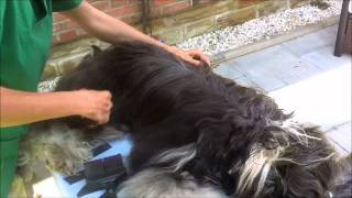 PflegeVideo1 Tibet Terrier komplett Grooming Tibetan Terrier [upl. by Osner]